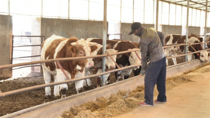 【鄉(xiāng)村行·看振興】高臺(tái) “畜”勢(shì)勃發(fā)牧歌歡——畜牧漁業(yè)飼料銷售助力產(chǎn)業(yè)興旺