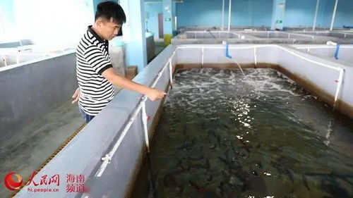 從傳統(tǒng)到現(xiàn)代 文昌水產(chǎn)養(yǎng)殖的轉(zhuǎn)型之路與飼料銷售新機(jī)遇